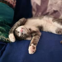 Photo of Lumi