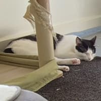 Photo of Clover Meet Me@Petstock Mornington Nepean Hwy