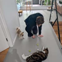 Photo of Terry The Tabby
