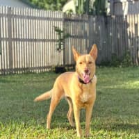 Photo of Cleo And Suki