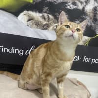 Photo of Marigold 