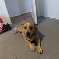 Photo of Cooper