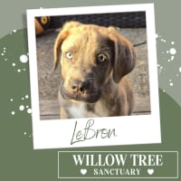 Photo of Le Bron 