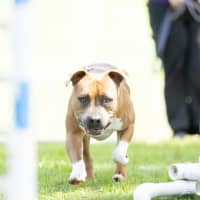 Photo of Yogi