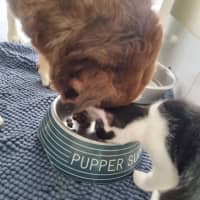 Photo of Lex 💙💙🐾