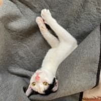 Photo of Julien   9 Month Old Domestic Short Hair