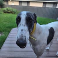 Photo of Panda, The Greyhound