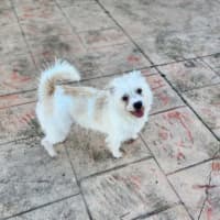 Photo of Archer 