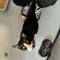 Photo of Puss