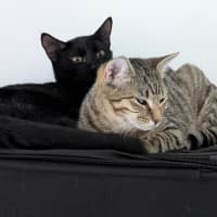 Photo of Luke And Leia