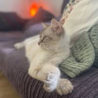 Photo of Hadley 🩷