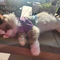 Photo of Daisy