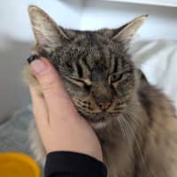 Photo of Fluffy
