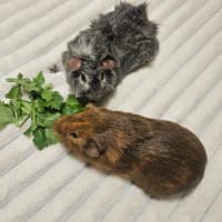 Photo of Snickers & August