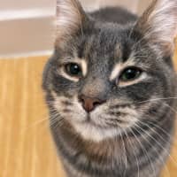 Photo of Pinto