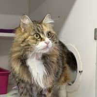 Photo of Azura