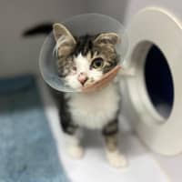 Photo of Winkle *9 Lives Project Rescue*