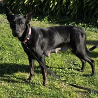 Photo of The Swedish Chef 