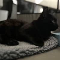 Photo of Chip