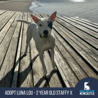 Photo of Luna Lou   2 Year Old Staffy X