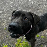 Photo of Opal (64244)