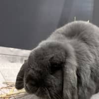 Photo of Tipsy (Bonded To Chakra)