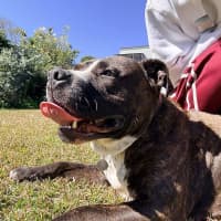 Photo of Sugar