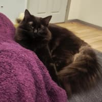 Photo of Thumper *9 Lives Project*