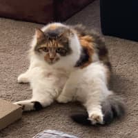 Photo of Cherry