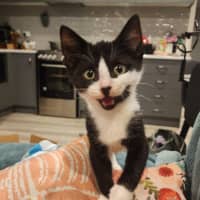 Photo of Tuxie