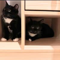 Photo of Lola ** 2nd Chance Cat Rescue**