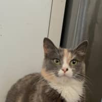 Photo of Luna