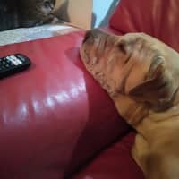 Photo of Fozzie Bear