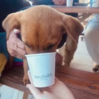 Photo of Rudy   9 Week Old Kelpie X