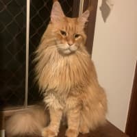 Photo of Rafiki