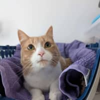 Photo of Mango   Located In Brunswick