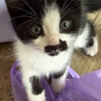 Photo of Hubert Meet Me At Petstock Chelsea