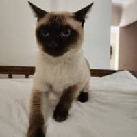 Photo of Tommy 