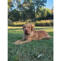 Photo of Hurley *$350 Adoption Fee*