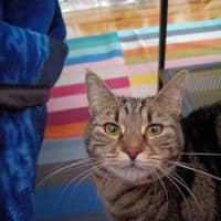 Photo of Pepper