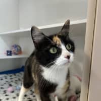Photo of Tomasina