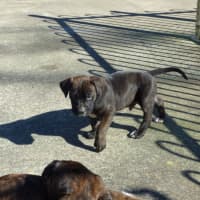 Photo of Charlie/Hank 