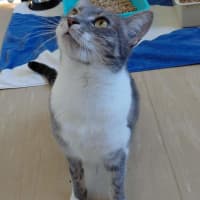 Photo of Nova