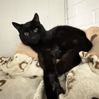 Photo of Salem