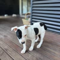 Photo of Boris   16 Week Old Staffy X