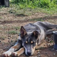 Photo of Rusty