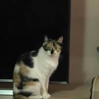 Photo of Missy