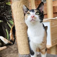 Photo of Callie