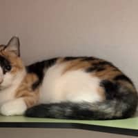 Photo of Tabitha