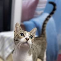 Photo of Nessa